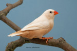 Kweker : D.J. Appel